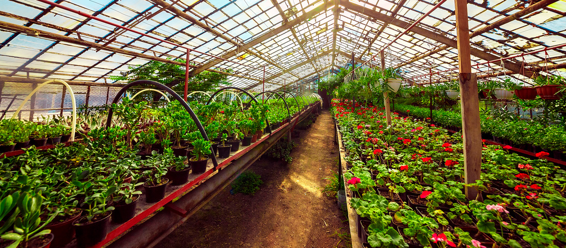 Greenhouse