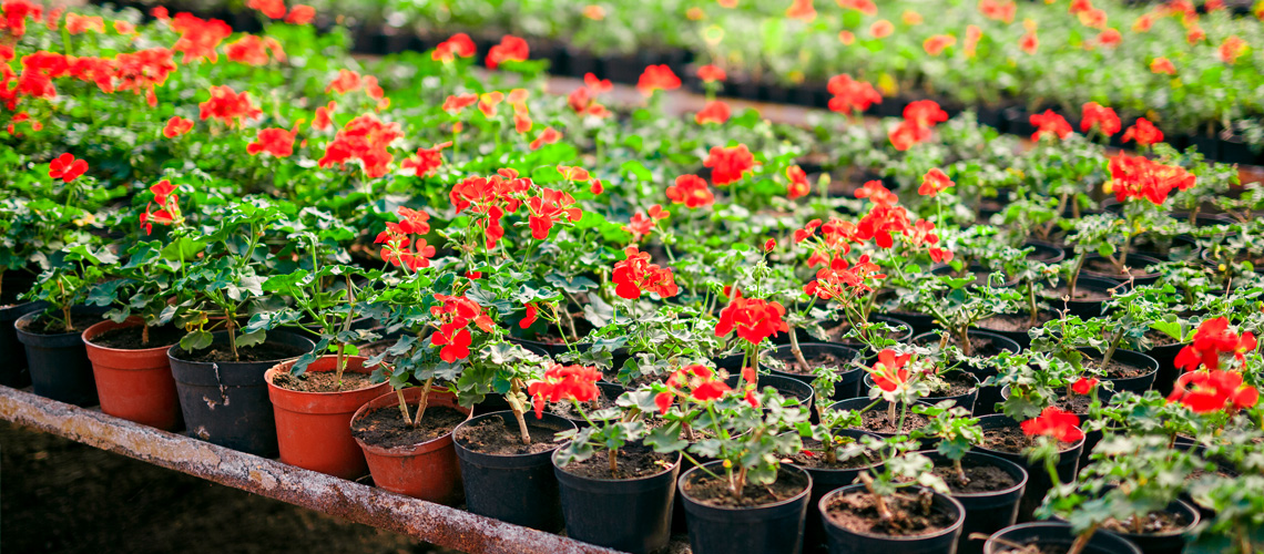 Greenhouse